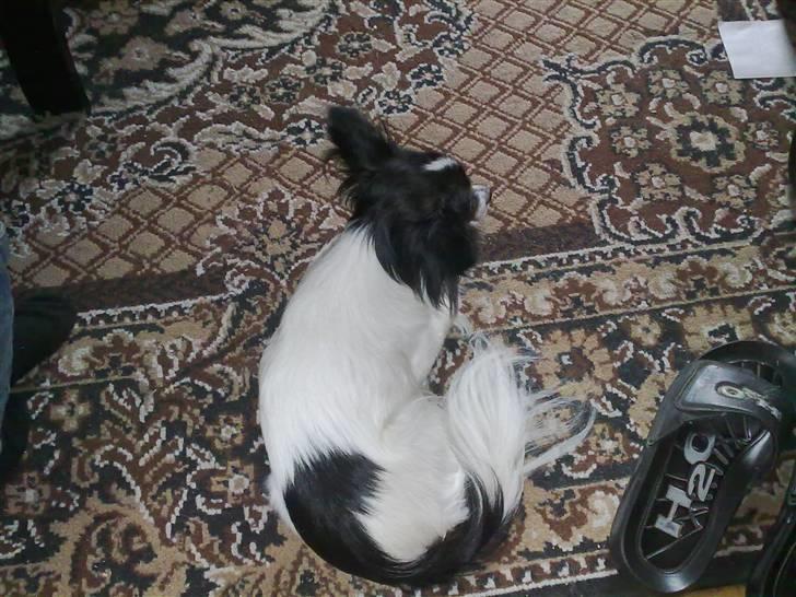 Papillon pepsi billede 3