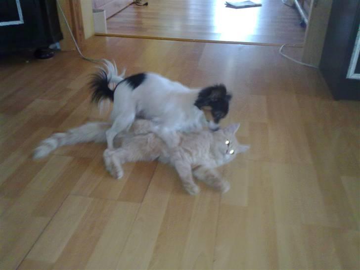 Papillon pepsi - Pepsi og Bobbel leger billede 4