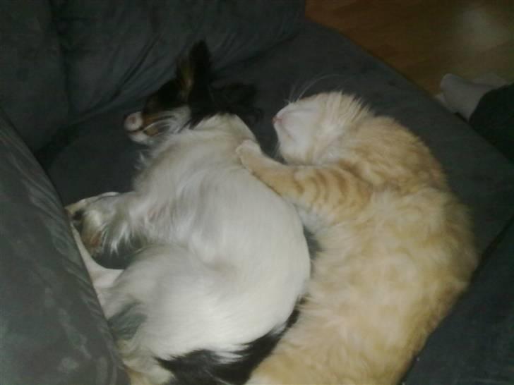 Papillon pepsi - Pepsi og Bobbel sover billede 5