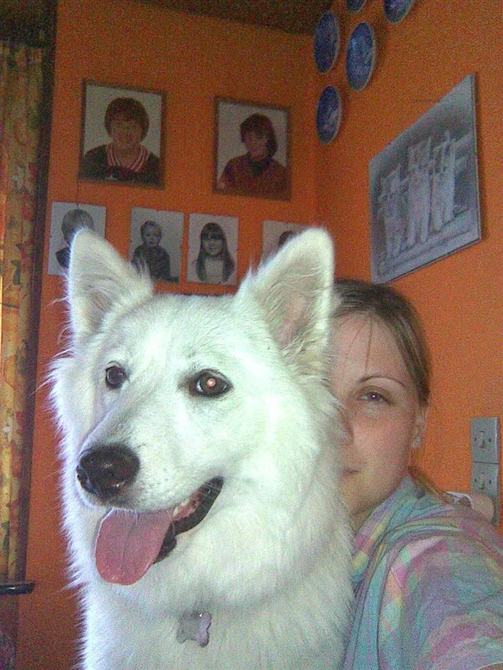 Samojedhund Sascha billede 16