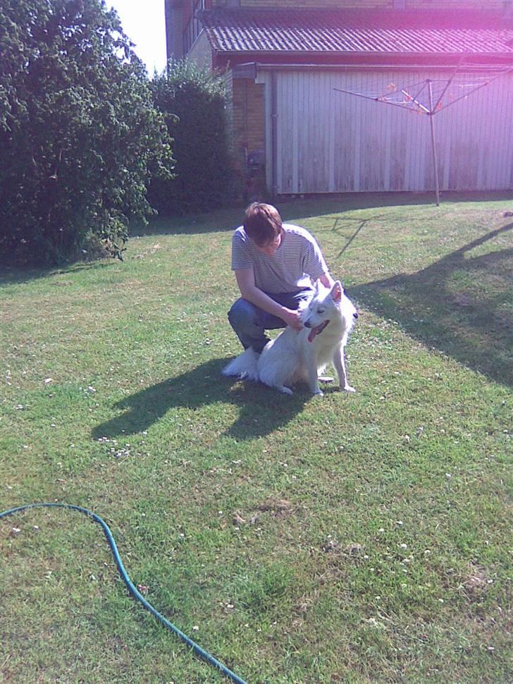 Samojedhund Sascha billede 17