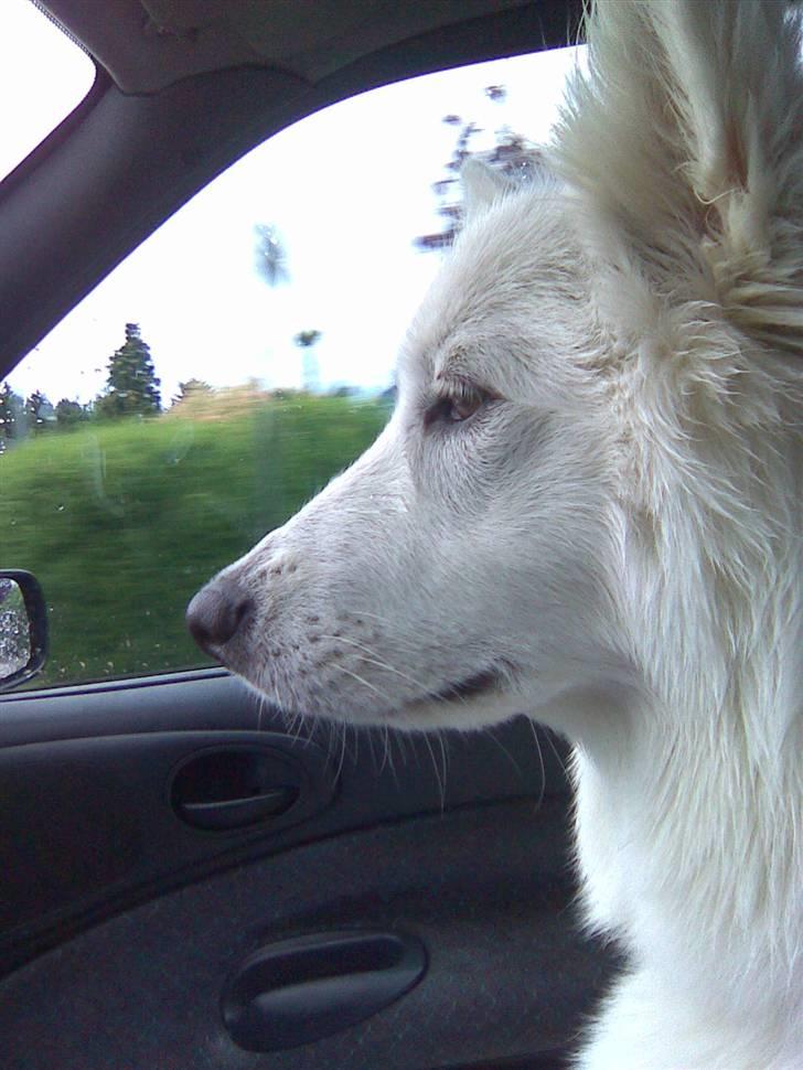 Samojedhund Sascha billede 18