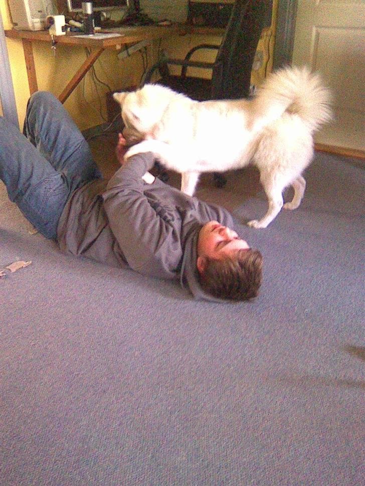 Samojedhund Sascha billede 19