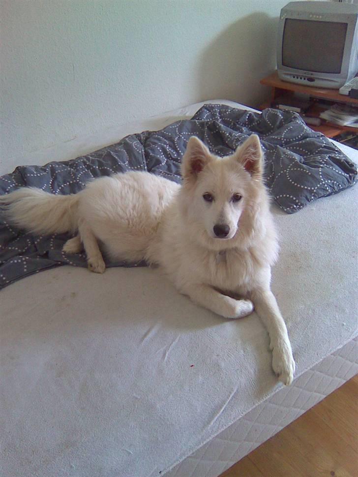 Samojedhund Sascha billede 20