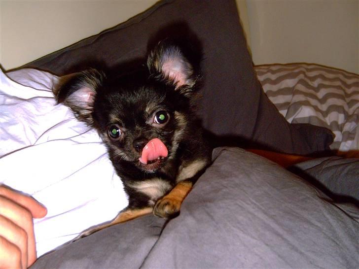 Chihuahua Kiwi billede 4