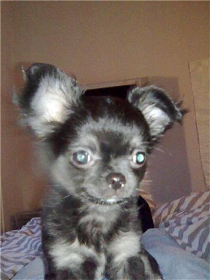 Chihuahua Kiwi - 11uger gammel billede 3