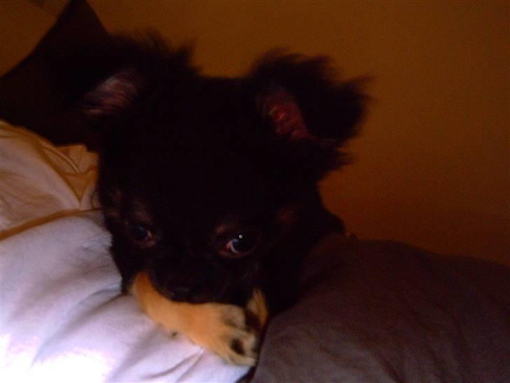 Chihuahua Kiwi billede 5