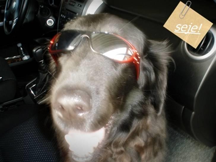 Flat coated retriever Ricko<3 billede 1