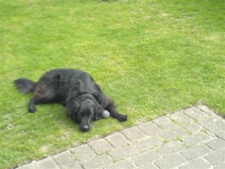 Flat coated retriever Ricko<3 billede 2