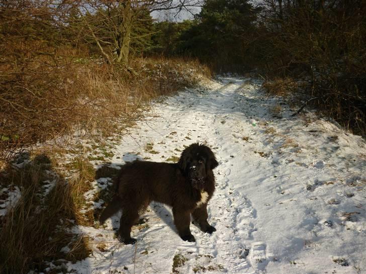 Newfoundlænder Carla  - Carla i vinterland  billede 13