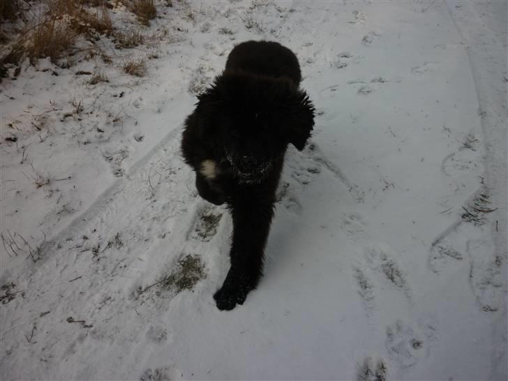 Newfoundlænder Carla  - Meget Meget farlig newfer  billede 14