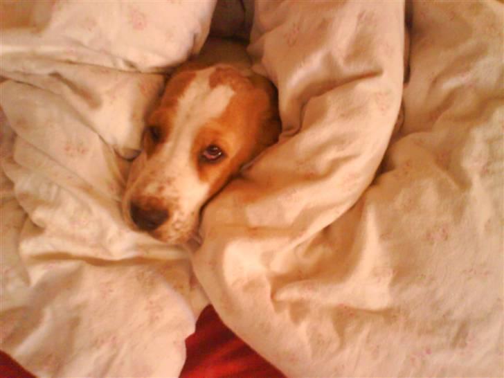 Basset hound Mille (himmelhund) - dejlige hygge hund billede 14