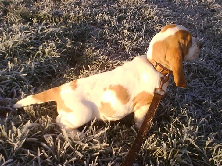 Basset hound Mille (himmelhund) billede 15