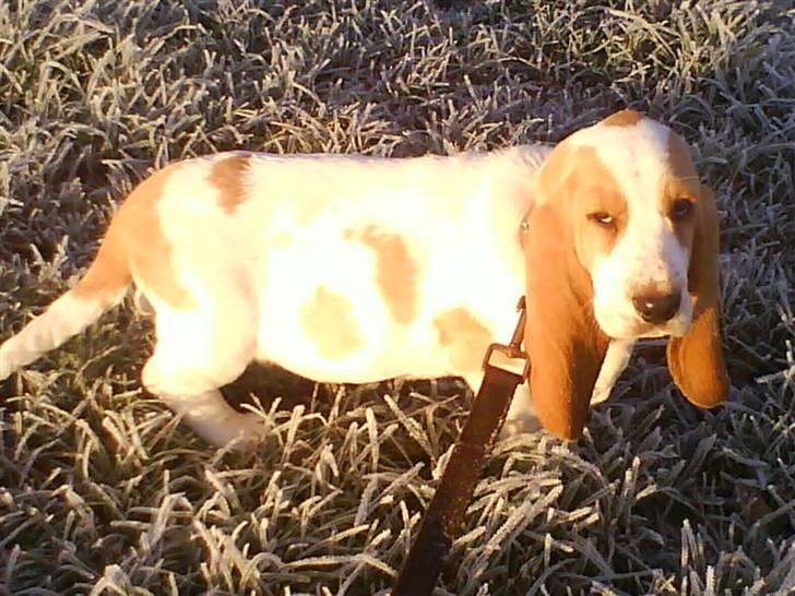 Basset hound Mille (himmelhund) billede 16