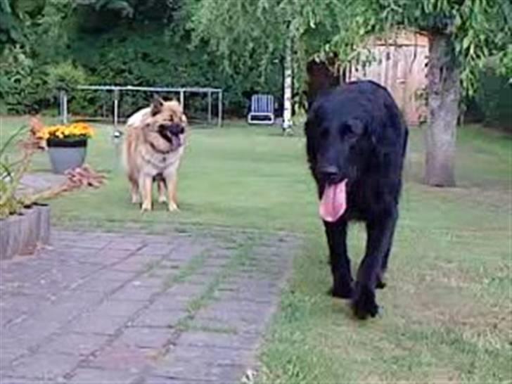 Flat coated retriever Ricko<3 billede 4