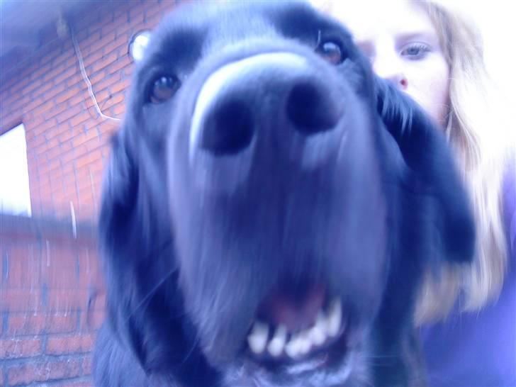 Flat coated retriever Ricko<3 billede 5