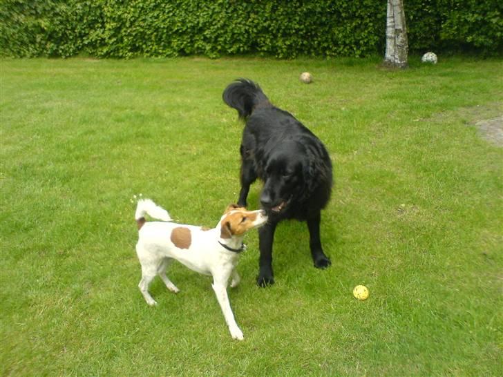 Flat coated retriever Ricko<3 billede 6