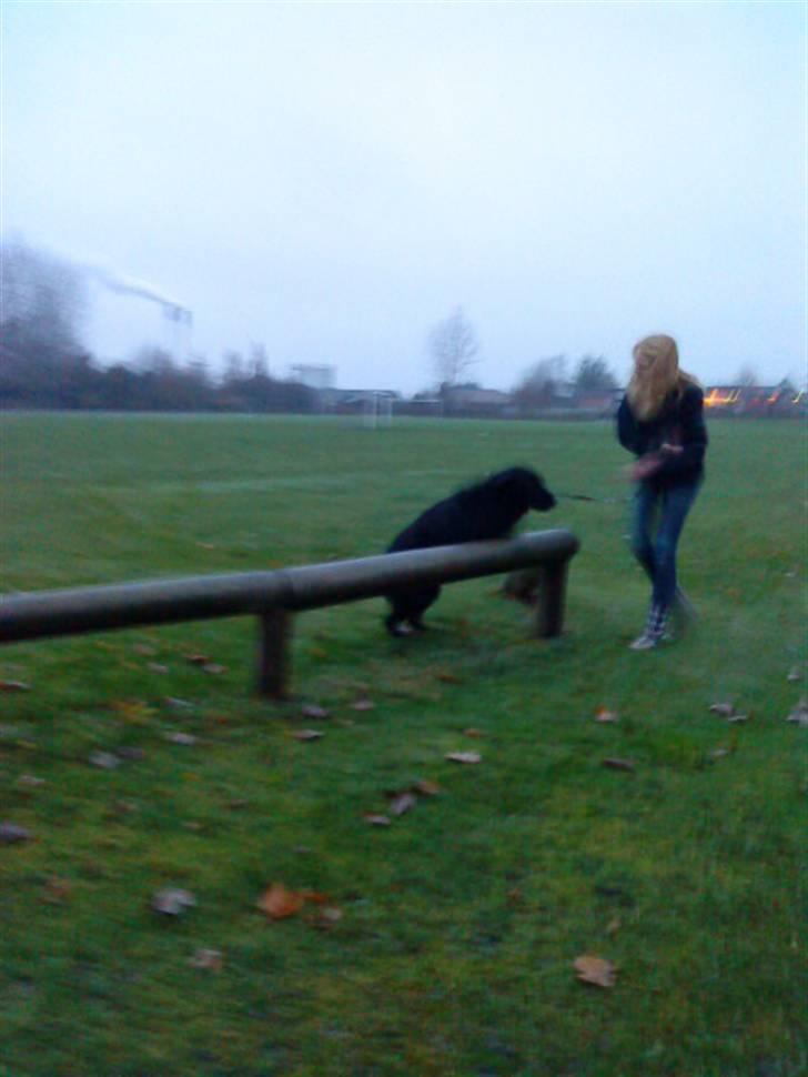 Flat coated retriever Ricko<3 billede 7