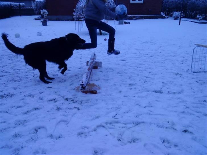 Flat coated retriever Ricko<3 billede 8