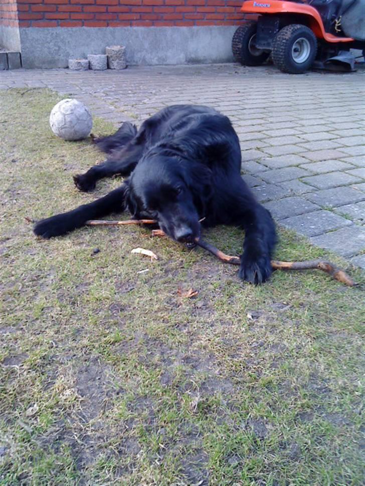 Flat coated retriever Ricko<3 billede 9