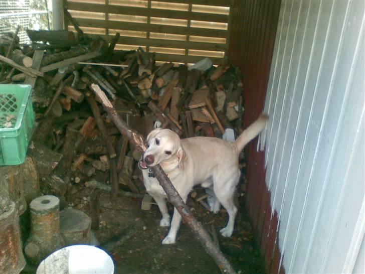 Labrador retriever Marley - Sådan bare sig til hvis i skal have mere hjælp billede 1