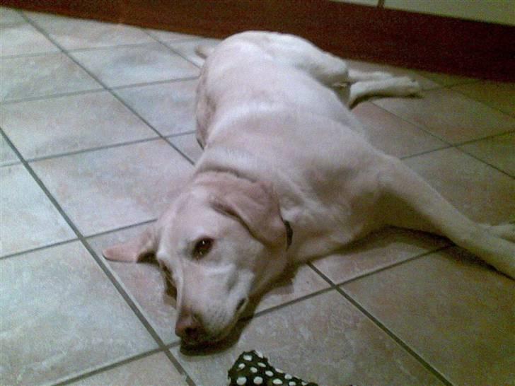 Labrador retriever Marley - Den aller første aften vi havde ham billede 2