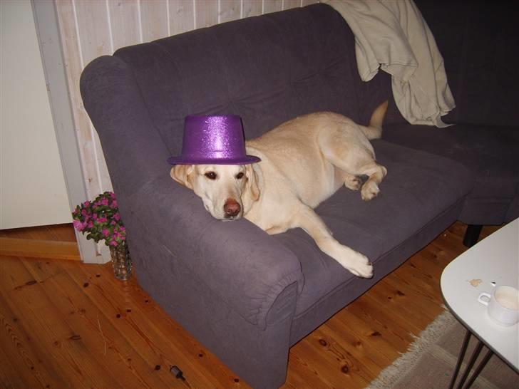 Labrador retriever Marley - En rigtig nytårs hund billede 3