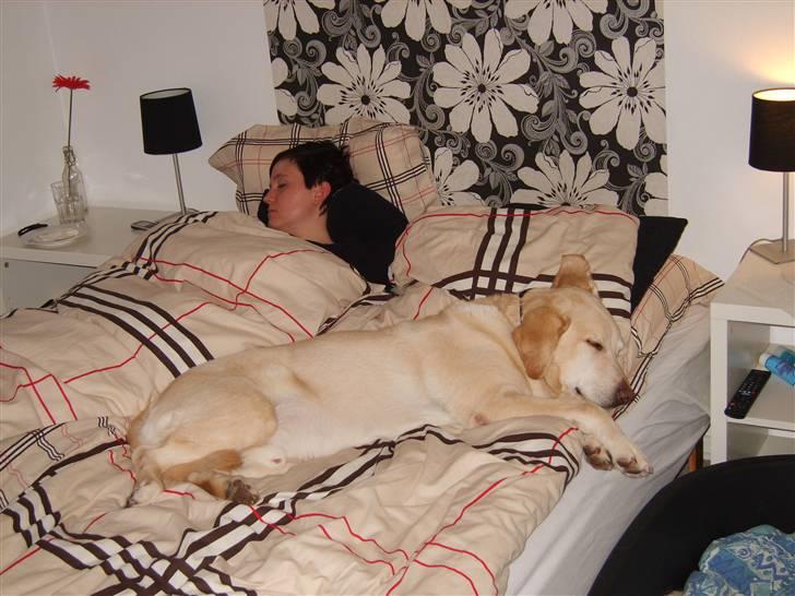 Labrador retriever Marley - Så hygges der billede 4