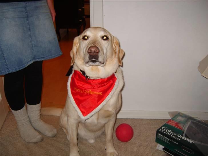 Labrador retriever Marley - Jeg er rigtig pæn og stolt billede 5