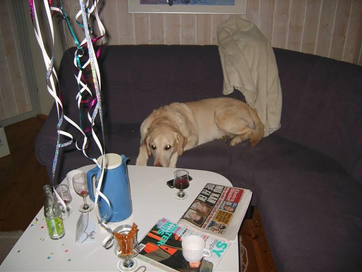 Labrador retriever Marley billede 6