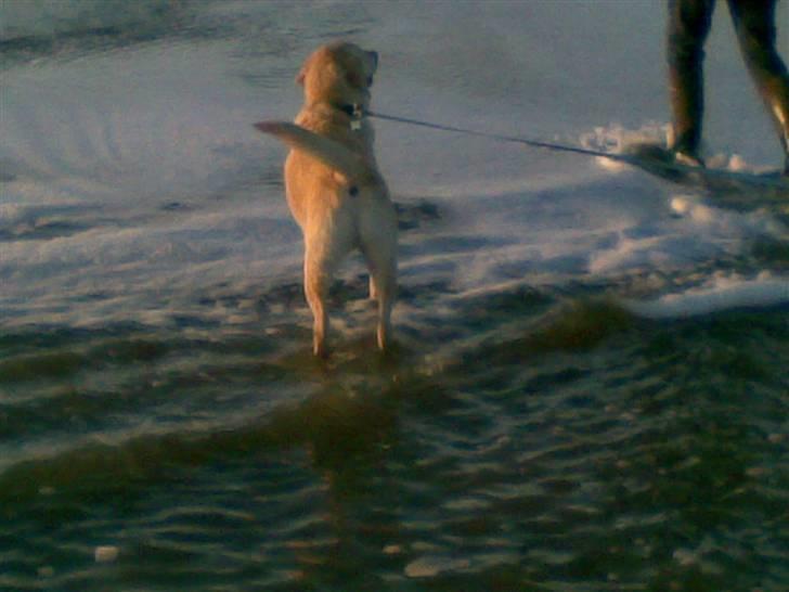 Labrador retriever Marley billede 7