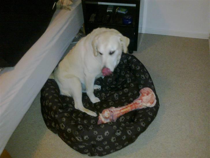 Labrador retriever Marley - Et lille ben til huni billede 8