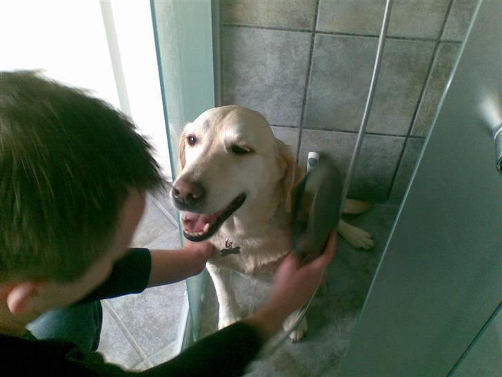 Labrador retriever Marley - Føj da et bad billede 9