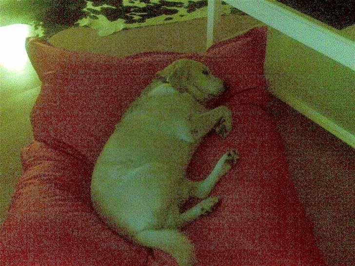 Labrador retriever Marley billede 10