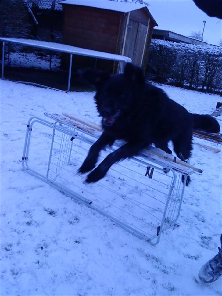 Flat coated retriever Ricko<3 billede 10