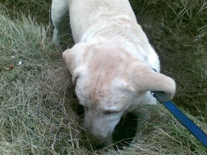 Labrador retriever Marley billede 11