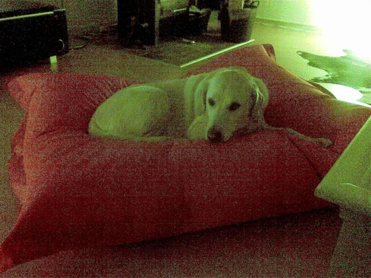 Labrador retriever Marley billede 12