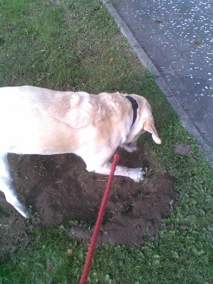 Labrador retriever Marley billede 13