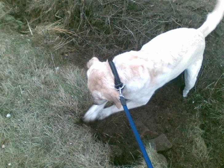 Labrador retriever Marley billede 14