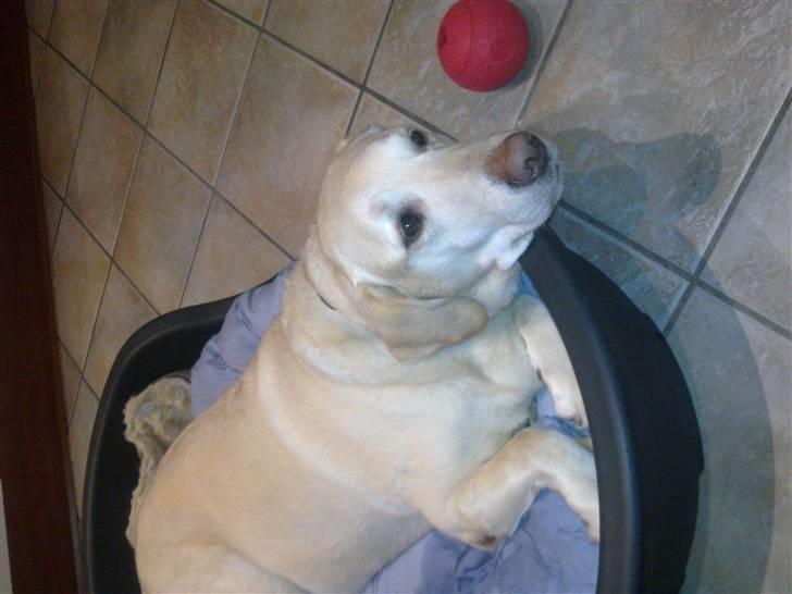 Labrador retriever Marley billede 15