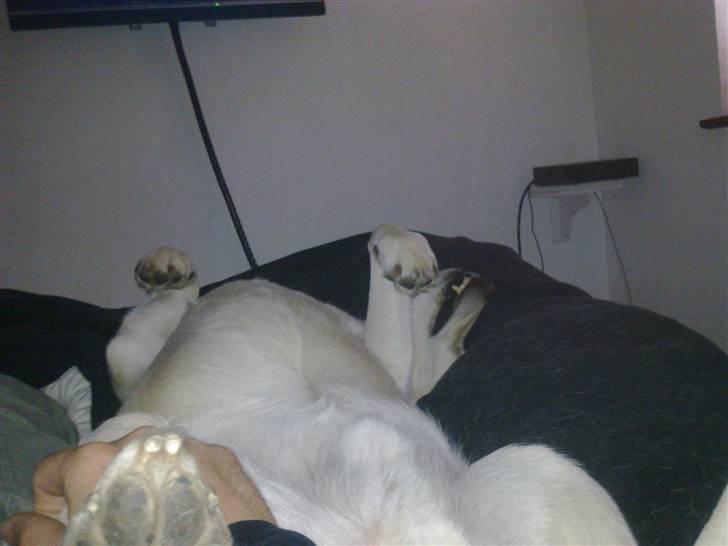 Labrador retriever Marley billede 16