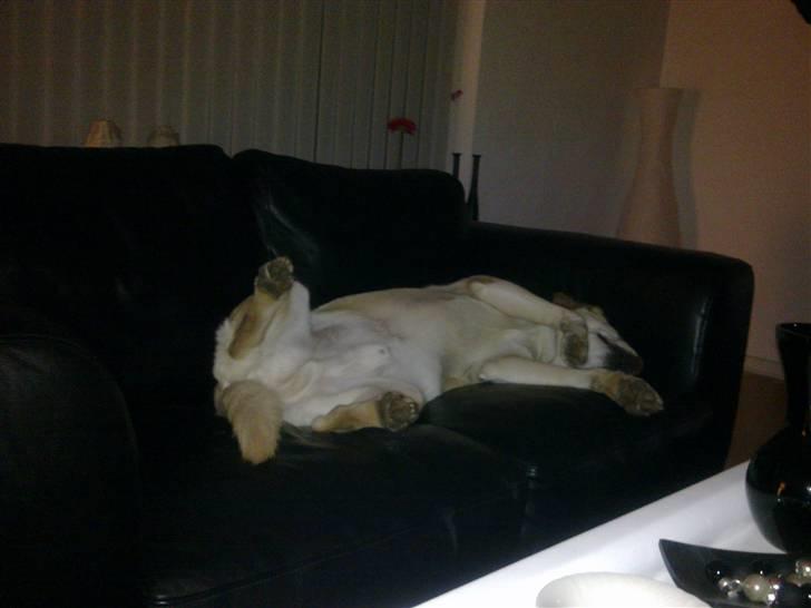 Labrador retriever Marley billede 17