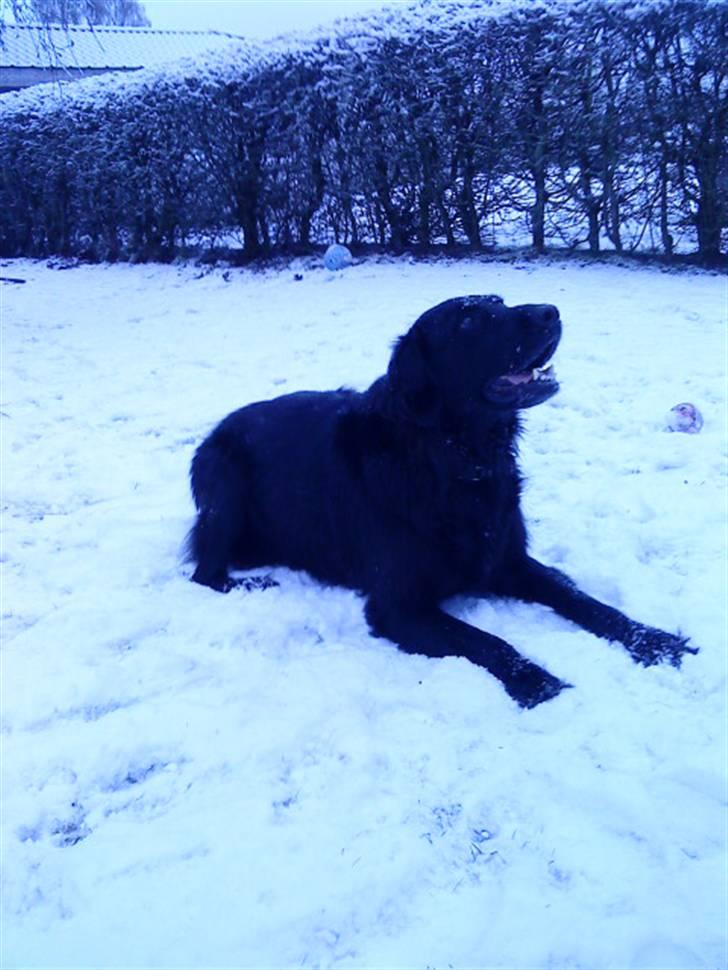 Flat coated retriever Ricko<3 billede 11