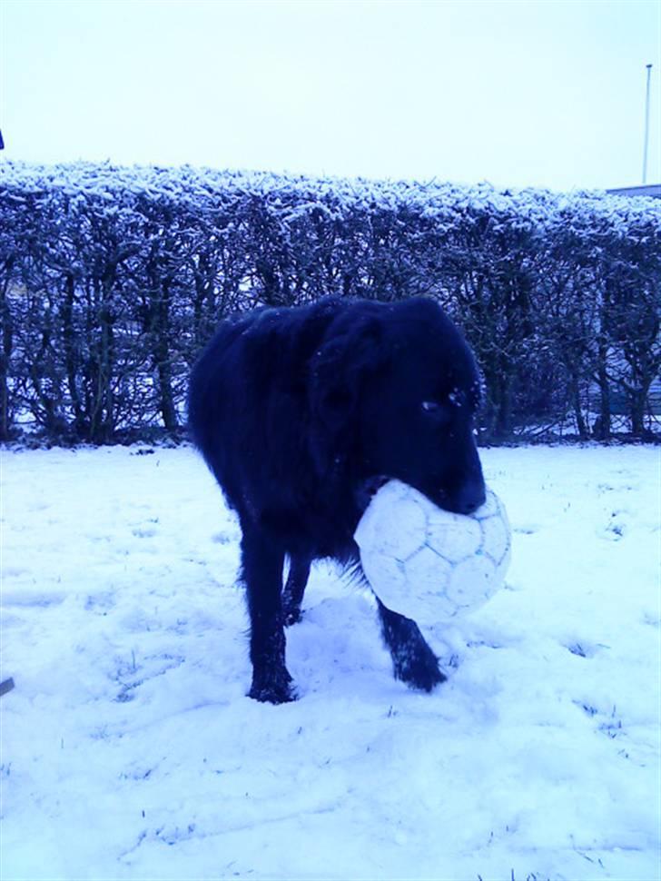 Flat coated retriever Ricko<3 billede 12