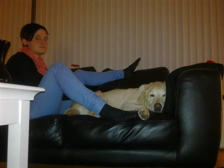 Labrador retriever Marley billede 18