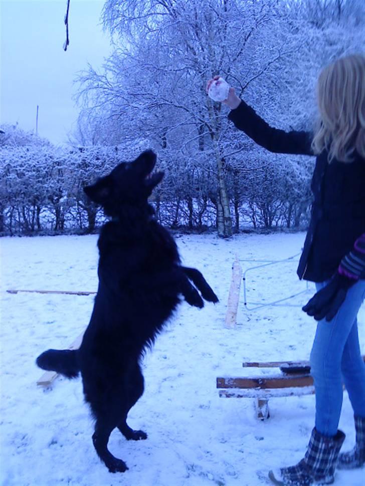 Flat coated retriever Ricko<3 billede 13