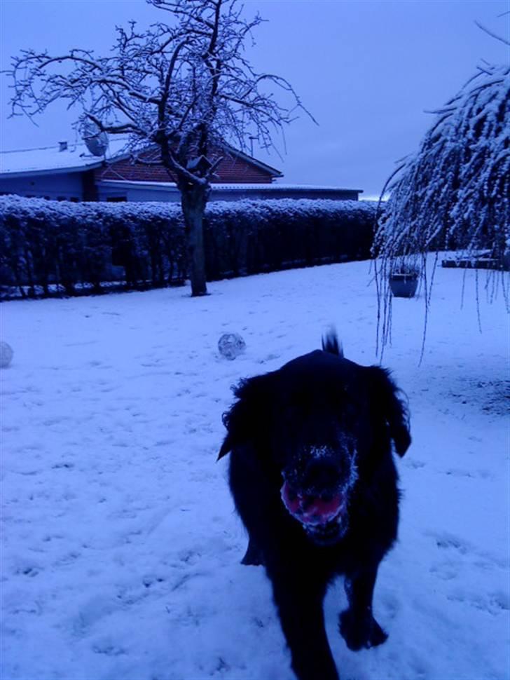 Flat coated retriever Ricko<3 billede 14