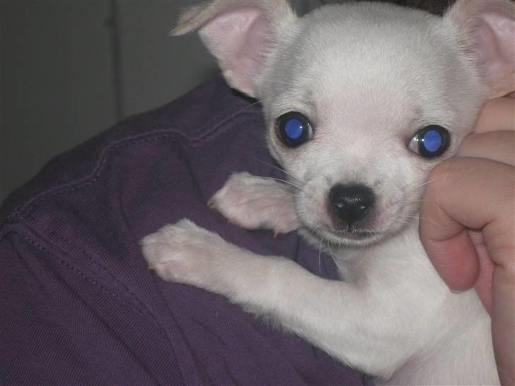 Chihuahua Lykke   " nu i pleje " billede 1