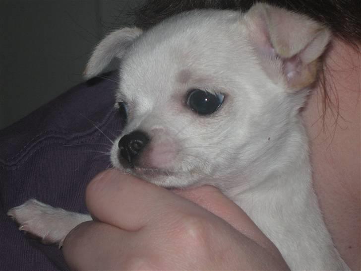 Chihuahua Lykke   " nu i pleje " billede 2
