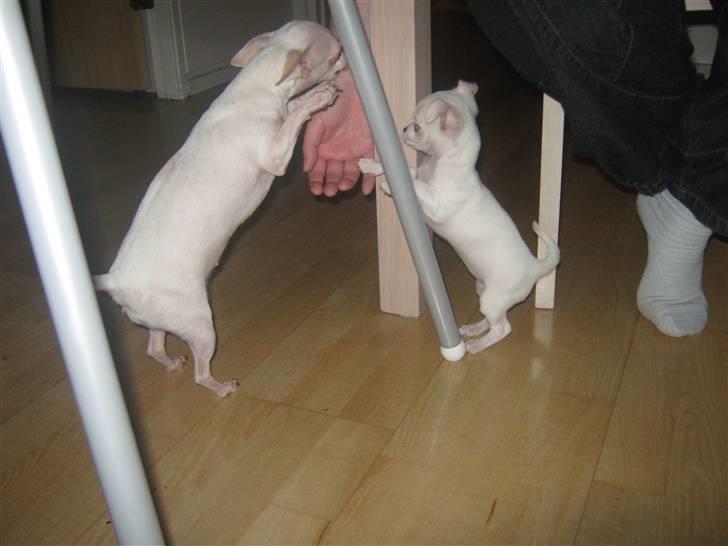 Chihuahua Lykke   " nu i pleje " billede 3